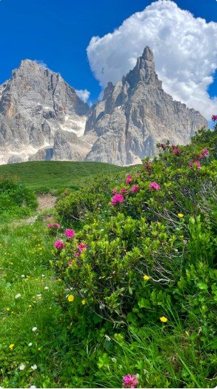 Weird and Wonderful Wildflowers from Around the World