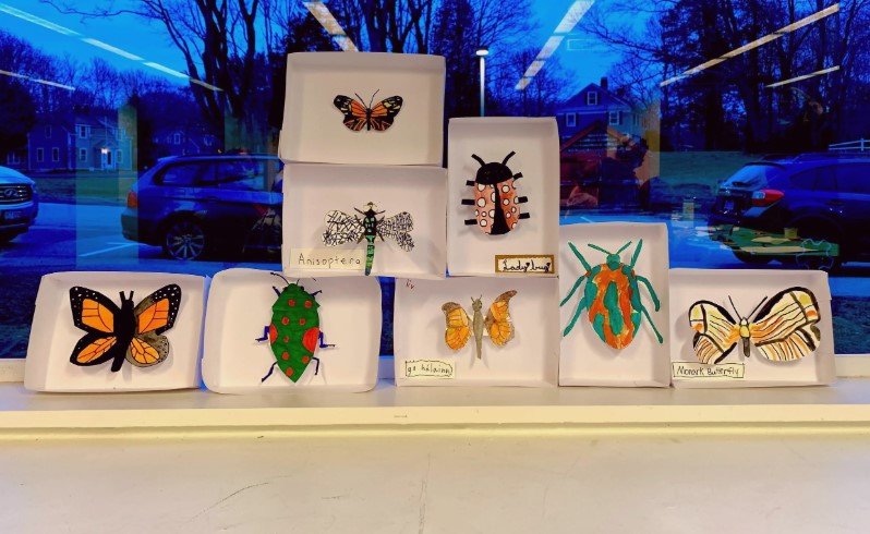 Insect Shadowboxes