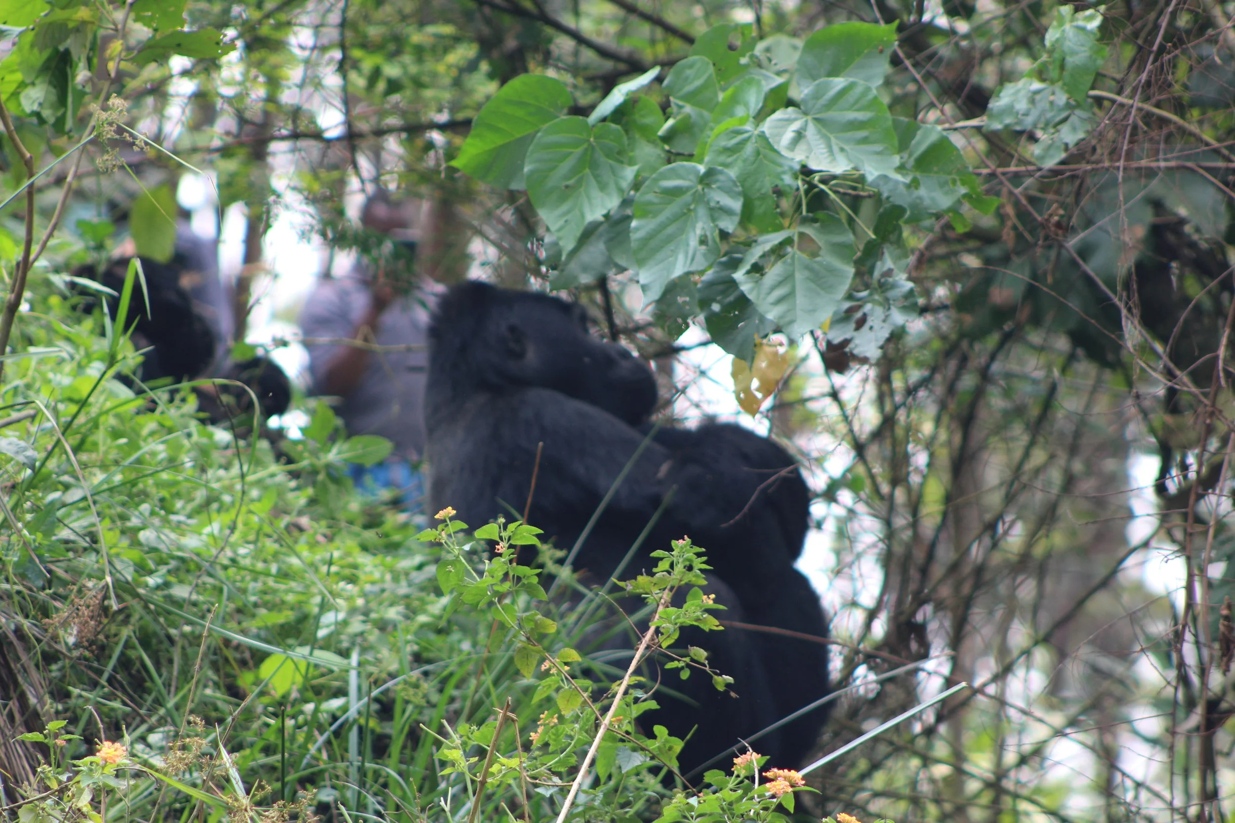 Smoke that Thunders and Gorillas in the Mist