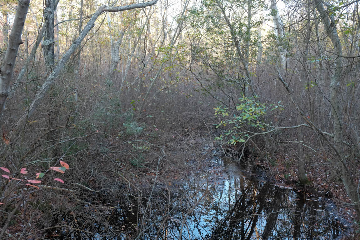 Old cranberry bogs adjacent to Steelmantown Cemetery natural burial ground in New Jersey. photo by Tom Bailey