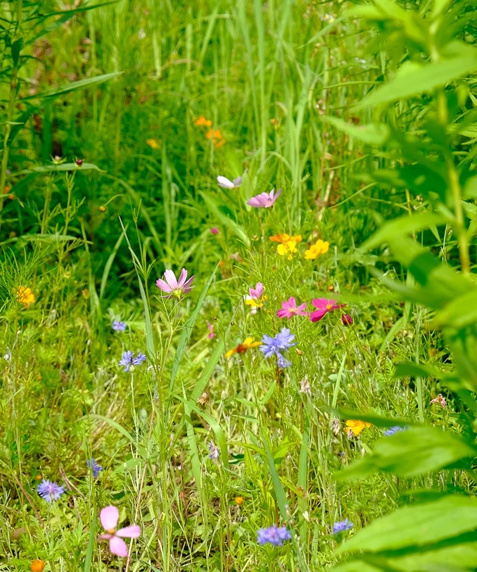 Kateri Meadow Natural Burial Preserve--no stone, just different flowers mark a grave.