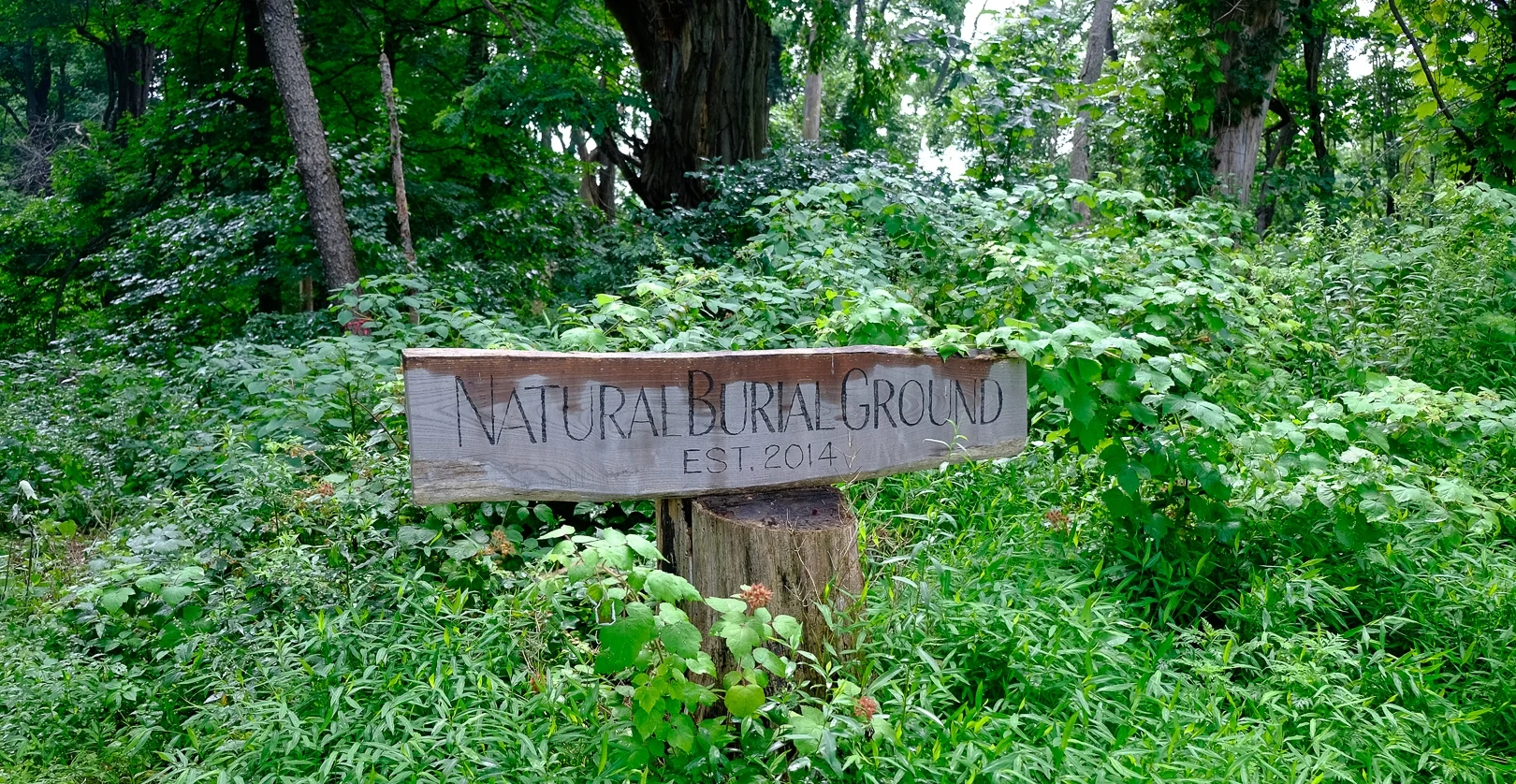 Town of Rhinebeck Cemetery Natural Burial Ground photo by Tom Bailey