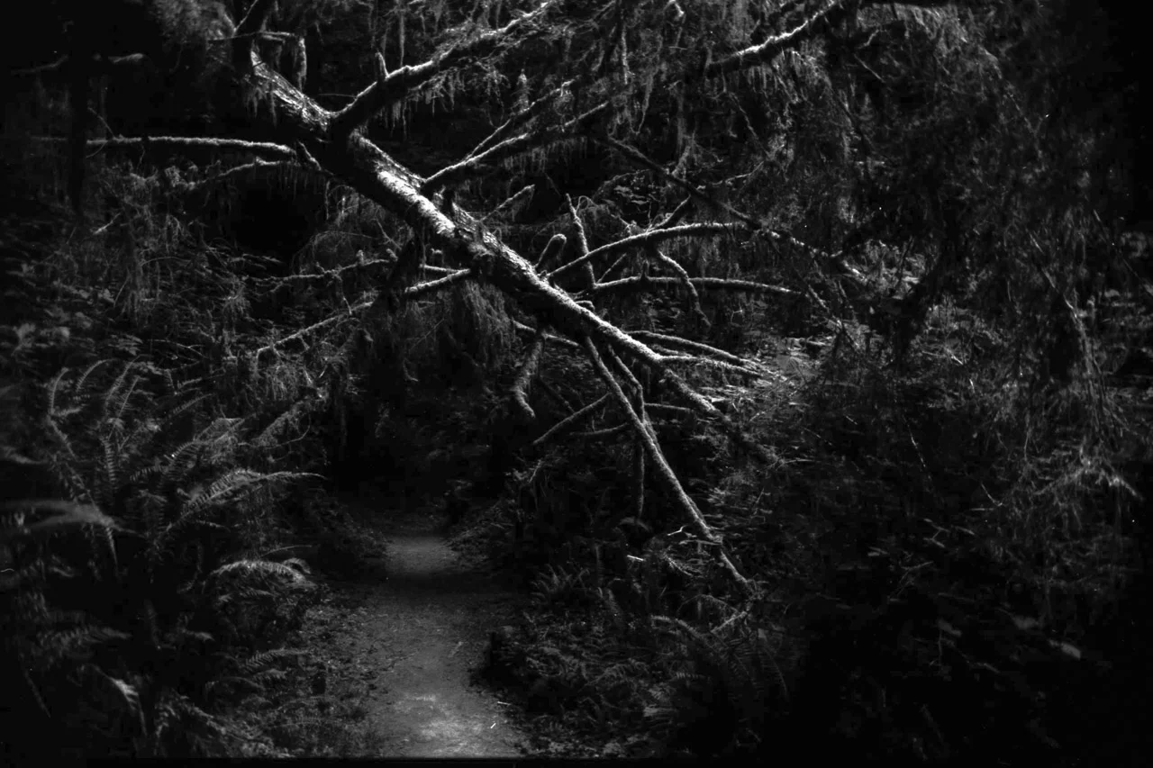 Walk Into My Dreams