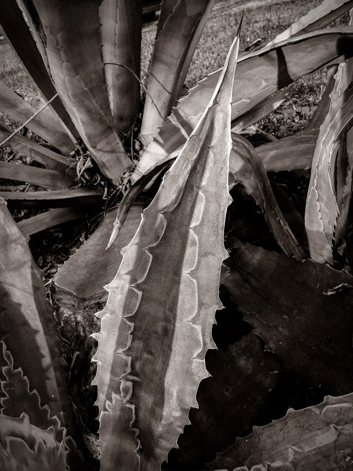 Agave-7508.jpg