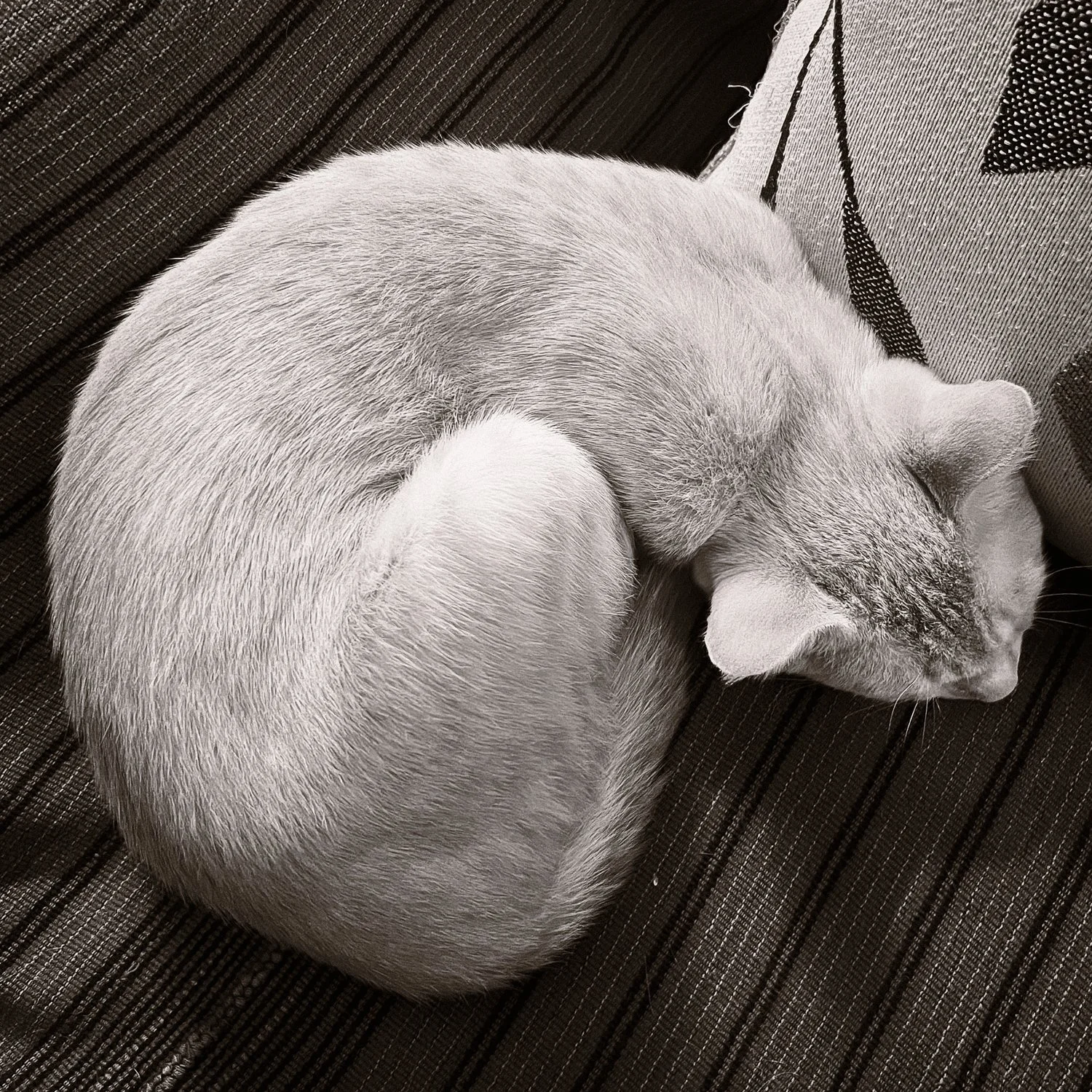 Queso Curled sepia-.jpg
