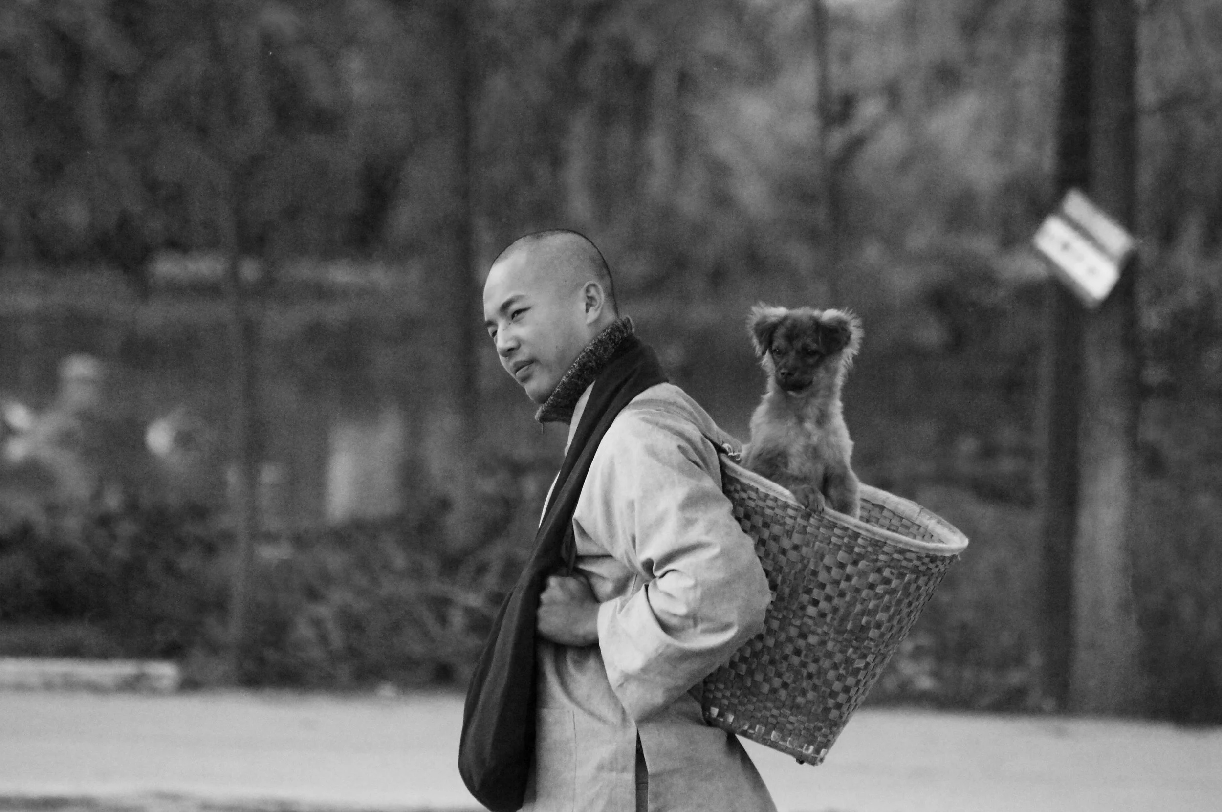 thedog.jpg