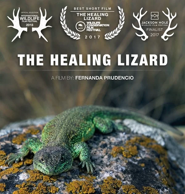 HEALING+LIZARD+%5Bmailchimp%5D.jpg