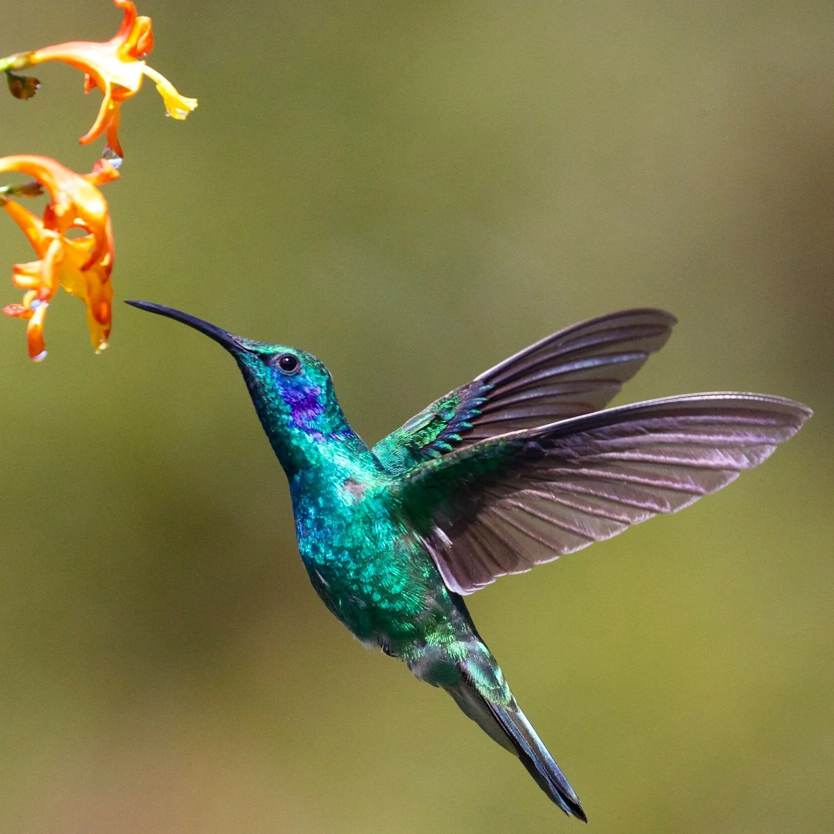 11 Ways Writers Can Embrace Hummingbird Energy