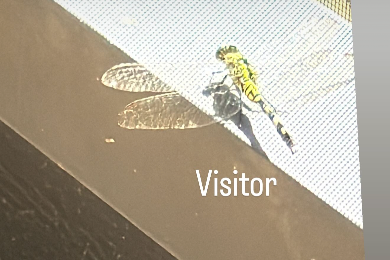 Dragonfly-writing