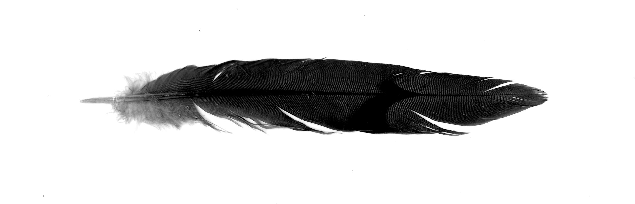 single black feather