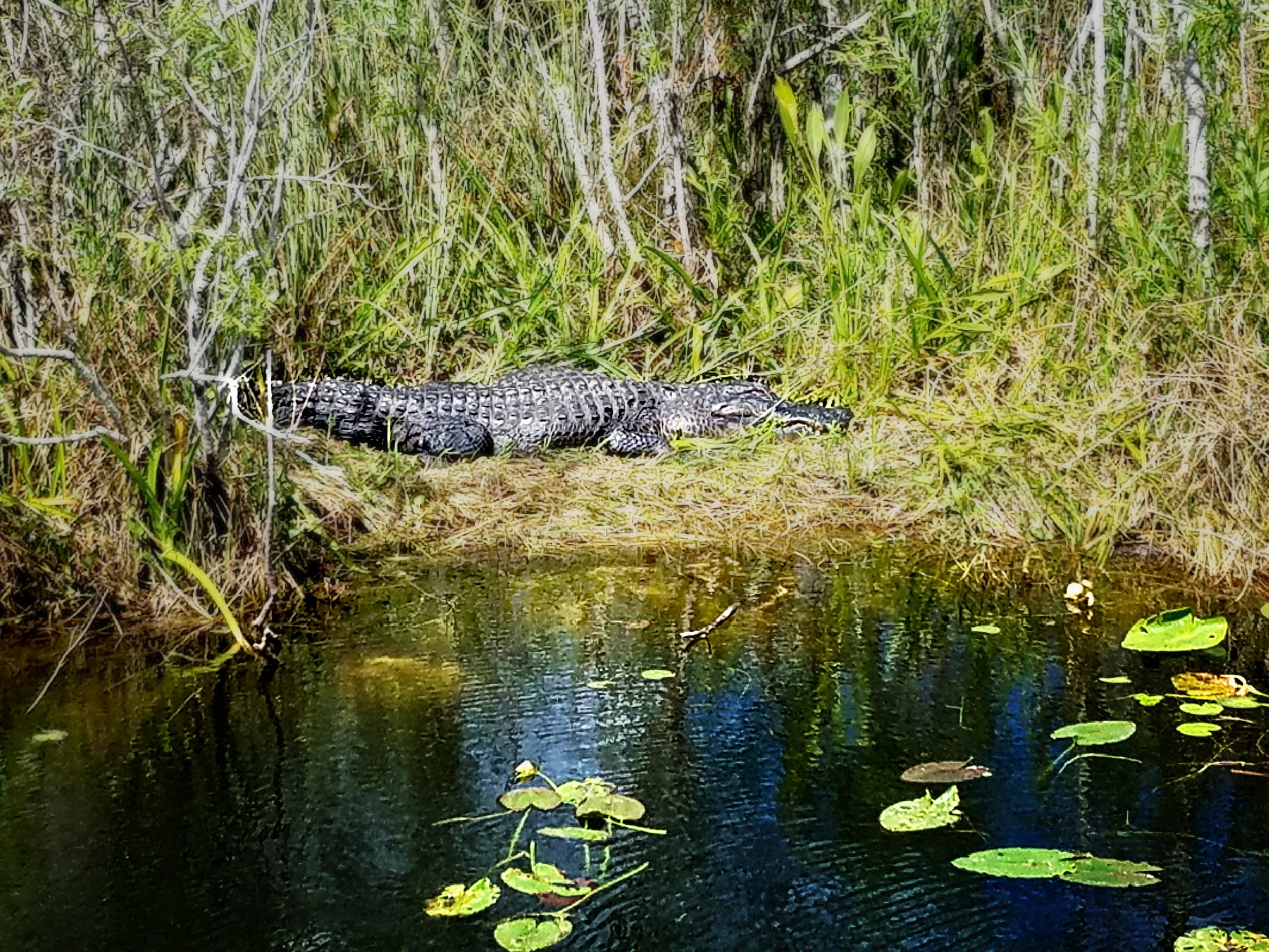 One of our many close encounters with gators.