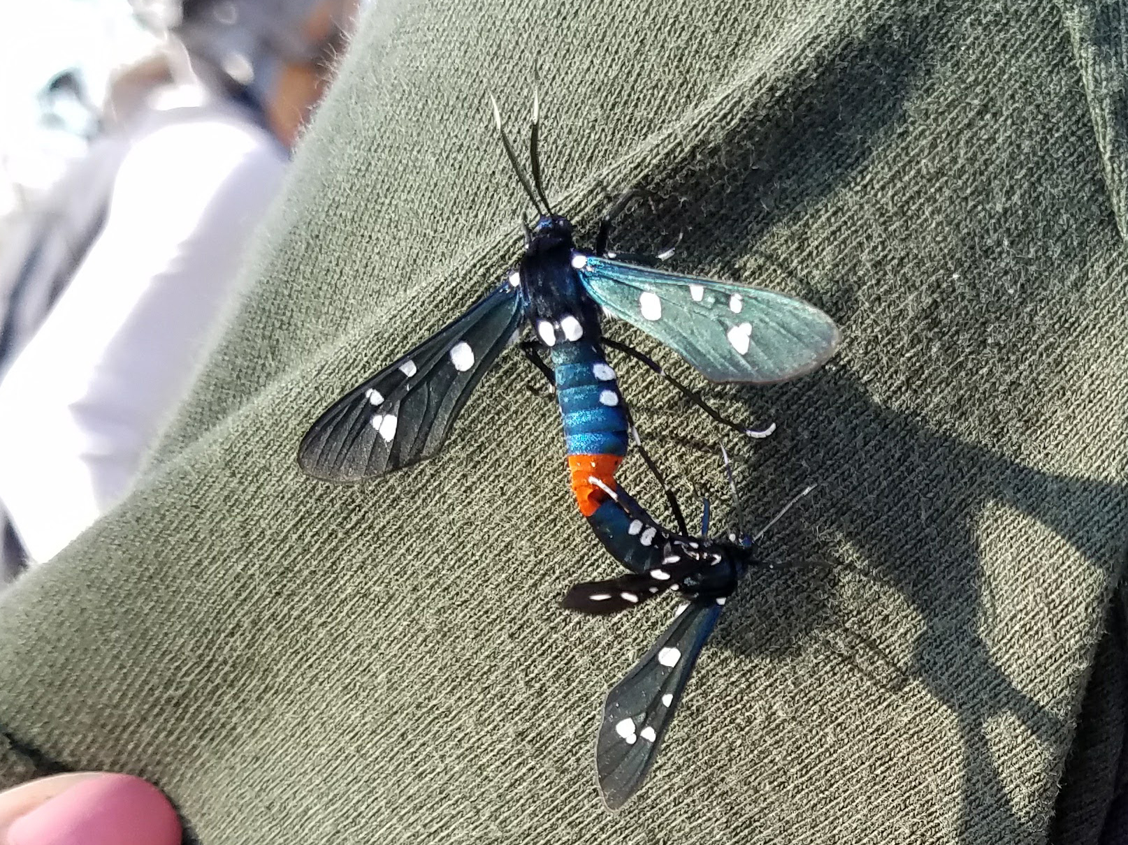 Two mating wasps landed on the ranger's shirt!