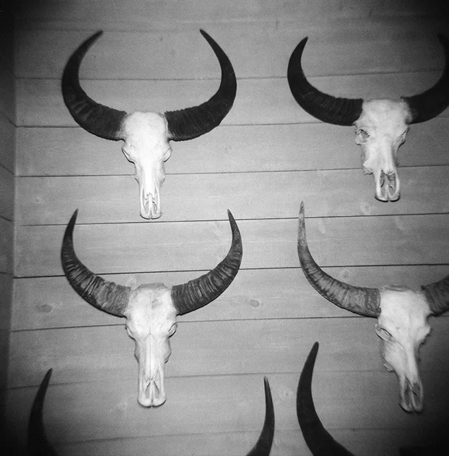 34-holga-skulls-cow-skulls-.jpg