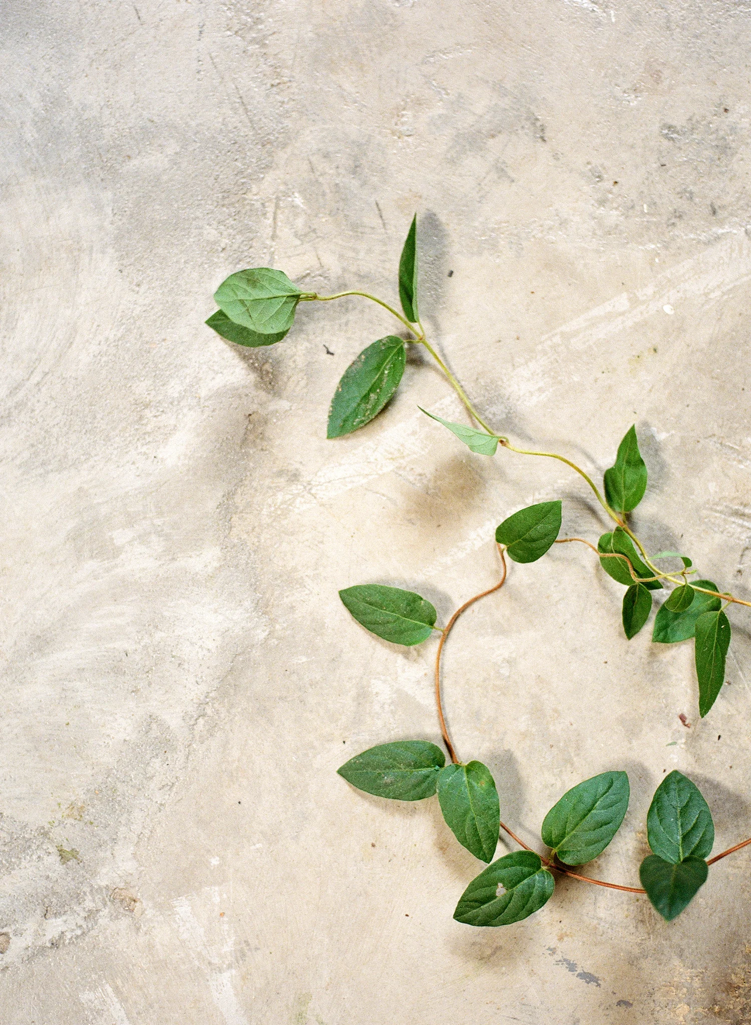 12-vines.jpg