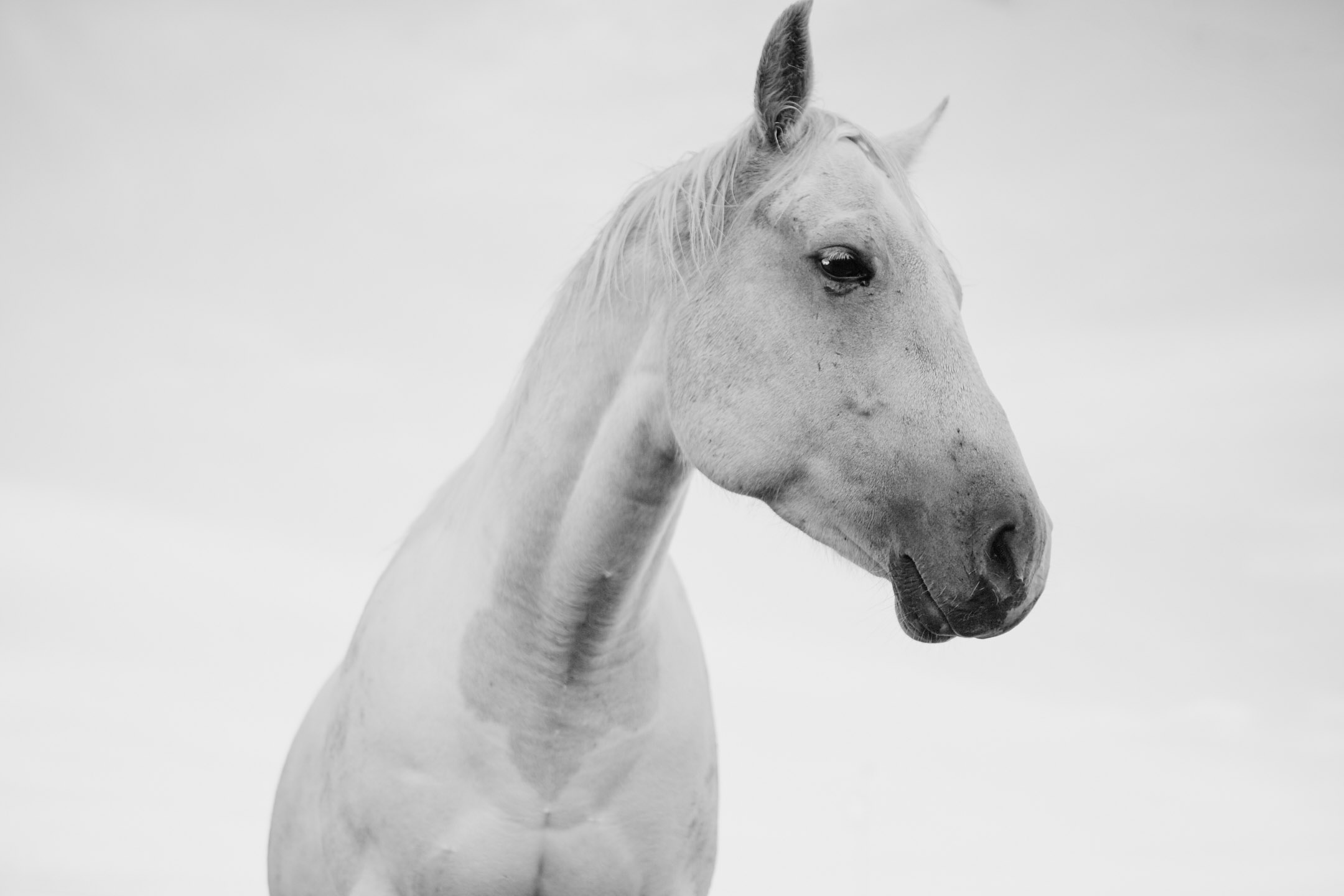 horses_2015_027.jpg