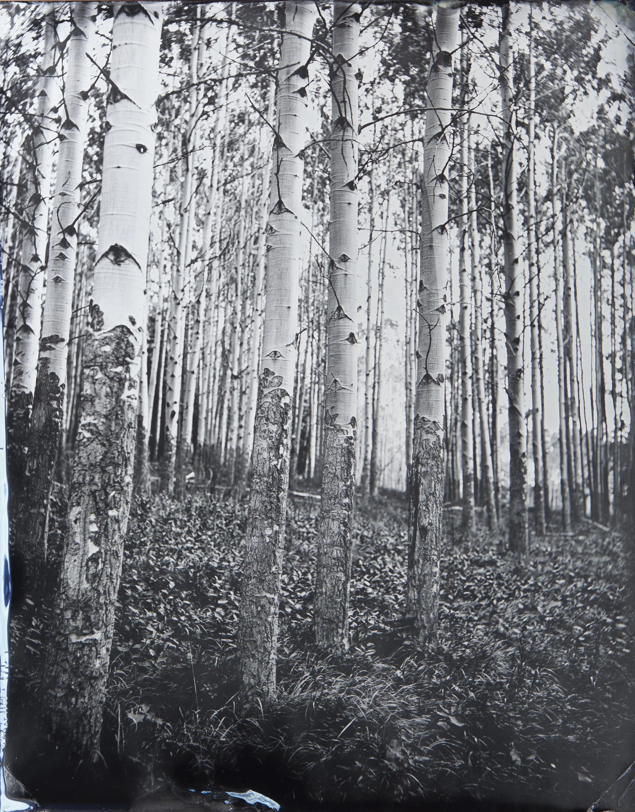 Aspen Grove.JPG