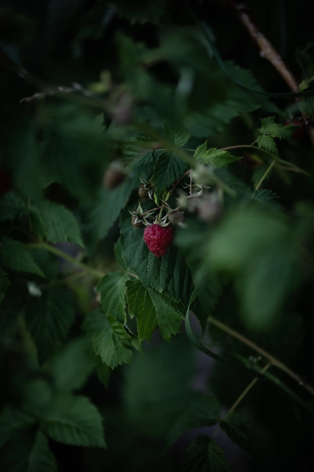 _C8A0525.jpg