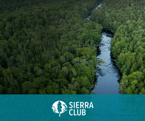 Forest-Sierra-Club_300x250.gif