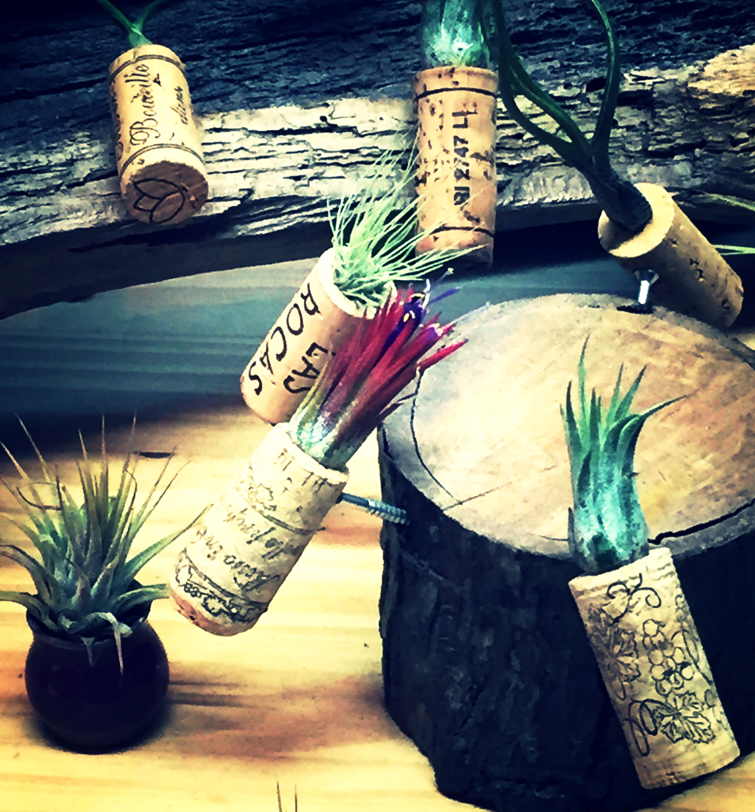 succulents.jpg