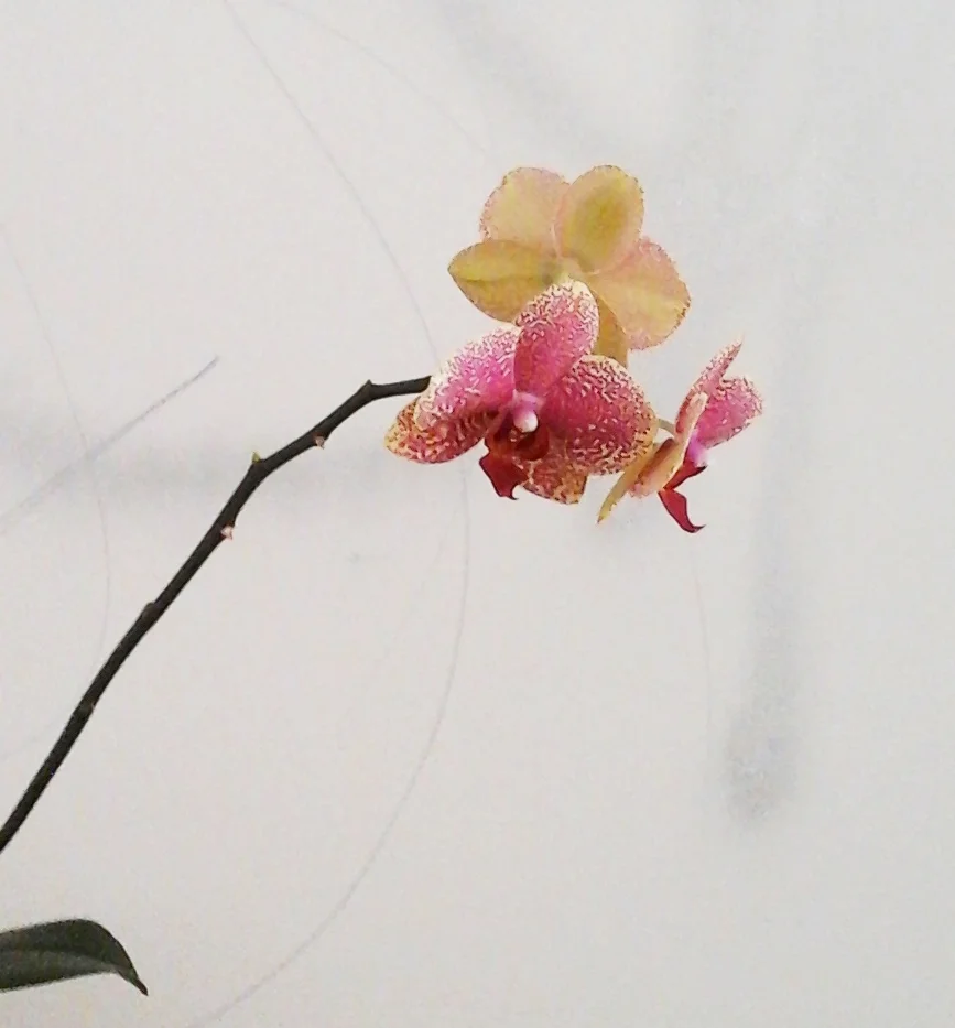 orchidflower_1a 2.jpg
