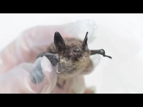 PBS - Deadly Syndrome Hits Pacific Northwest Bats (Copy)