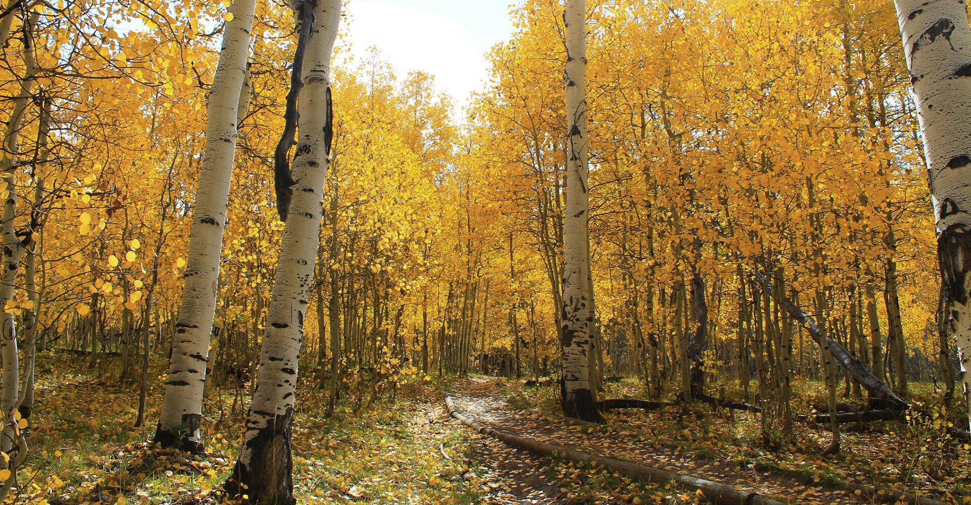 MoodBanner_FishCreekFalls.jpg