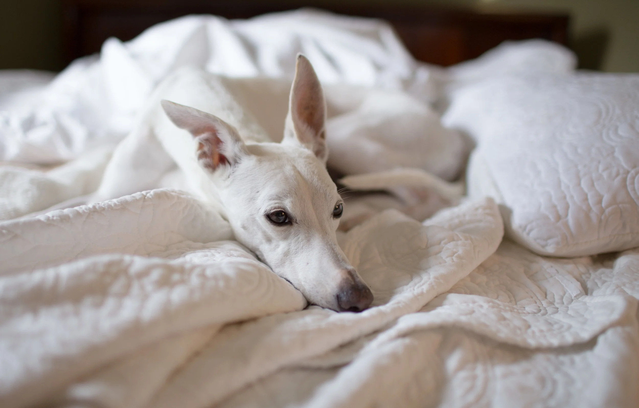 dogs-1-2.jpg