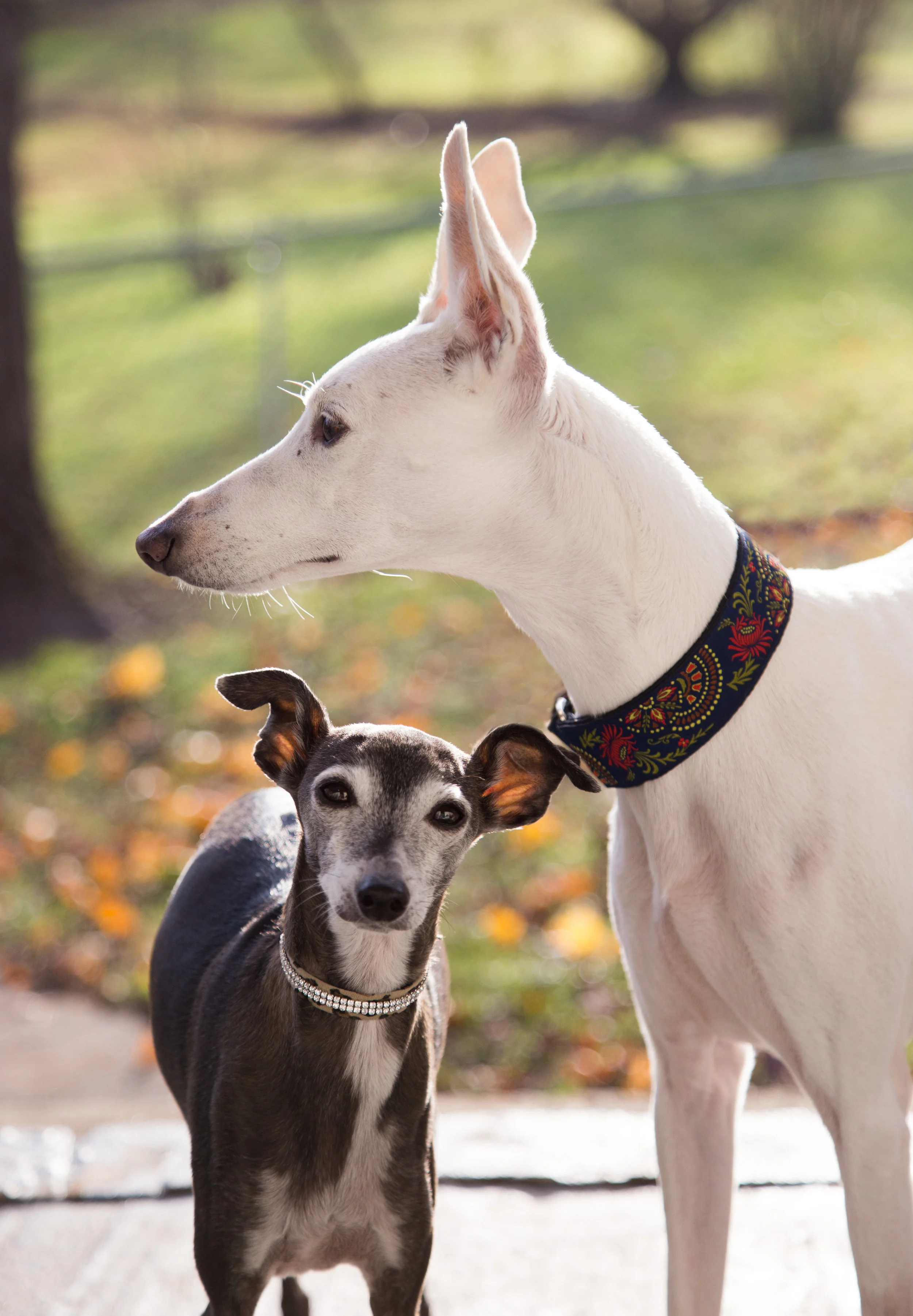 dogs-1-3 copy.jpg