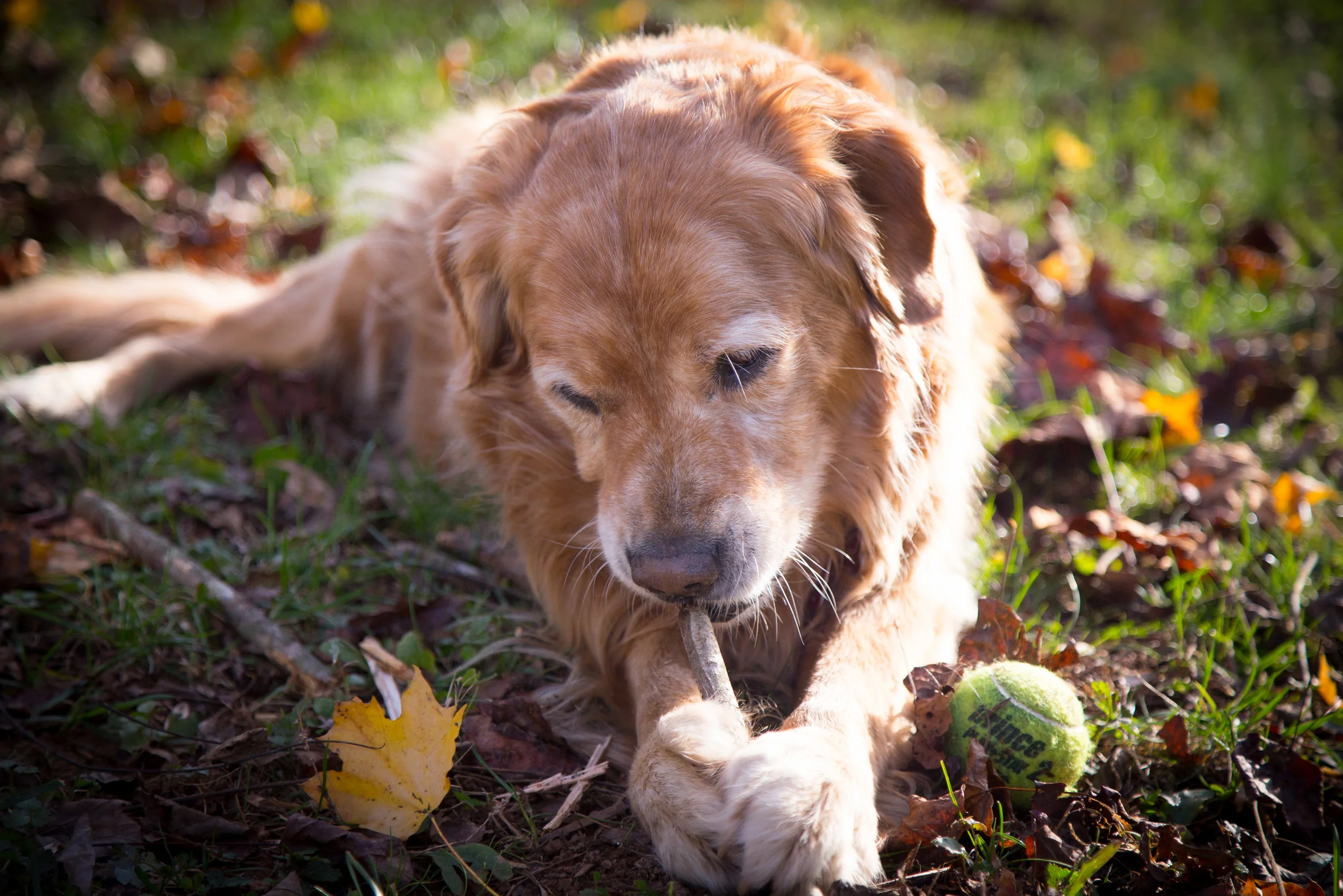 dogs-1-2.jpg
