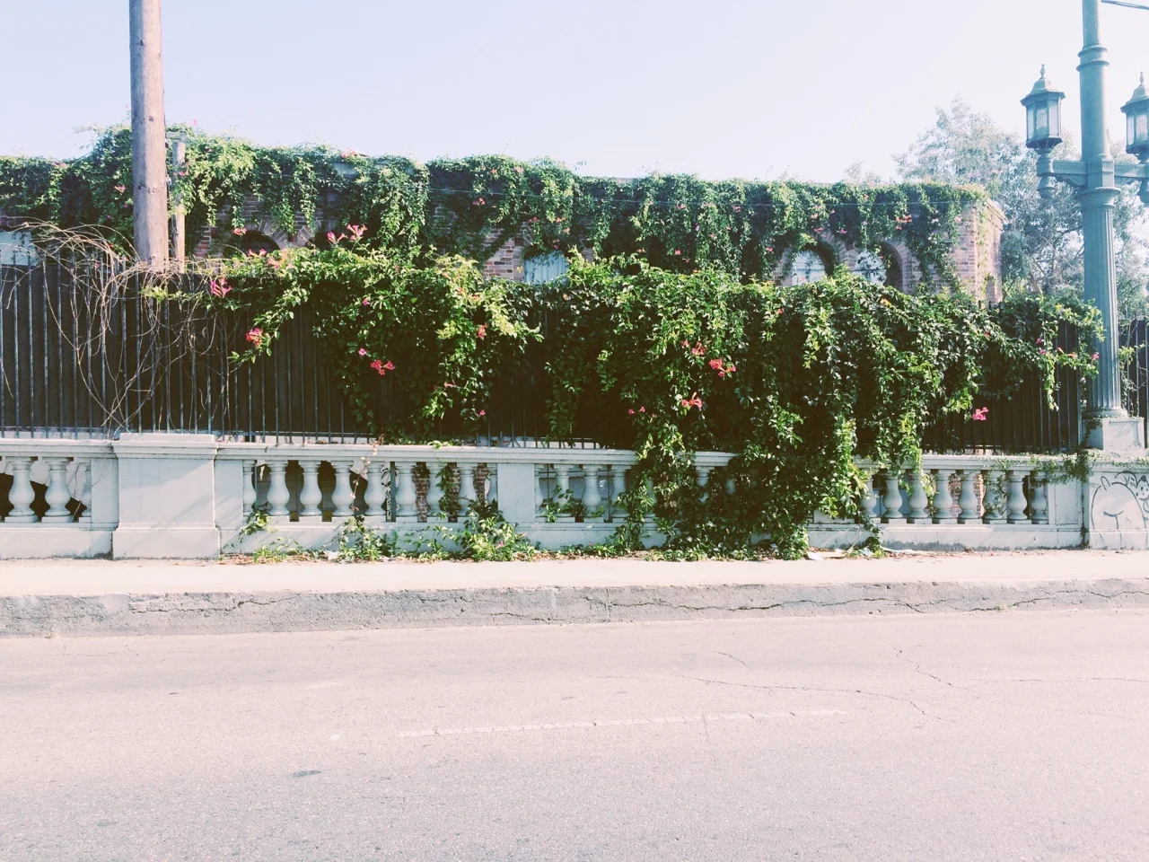 Downtown grass
