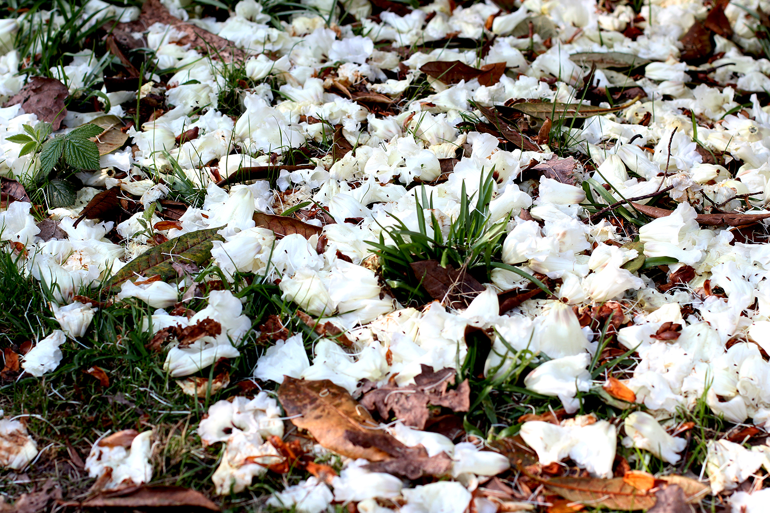 petal_pathways_2.jpg