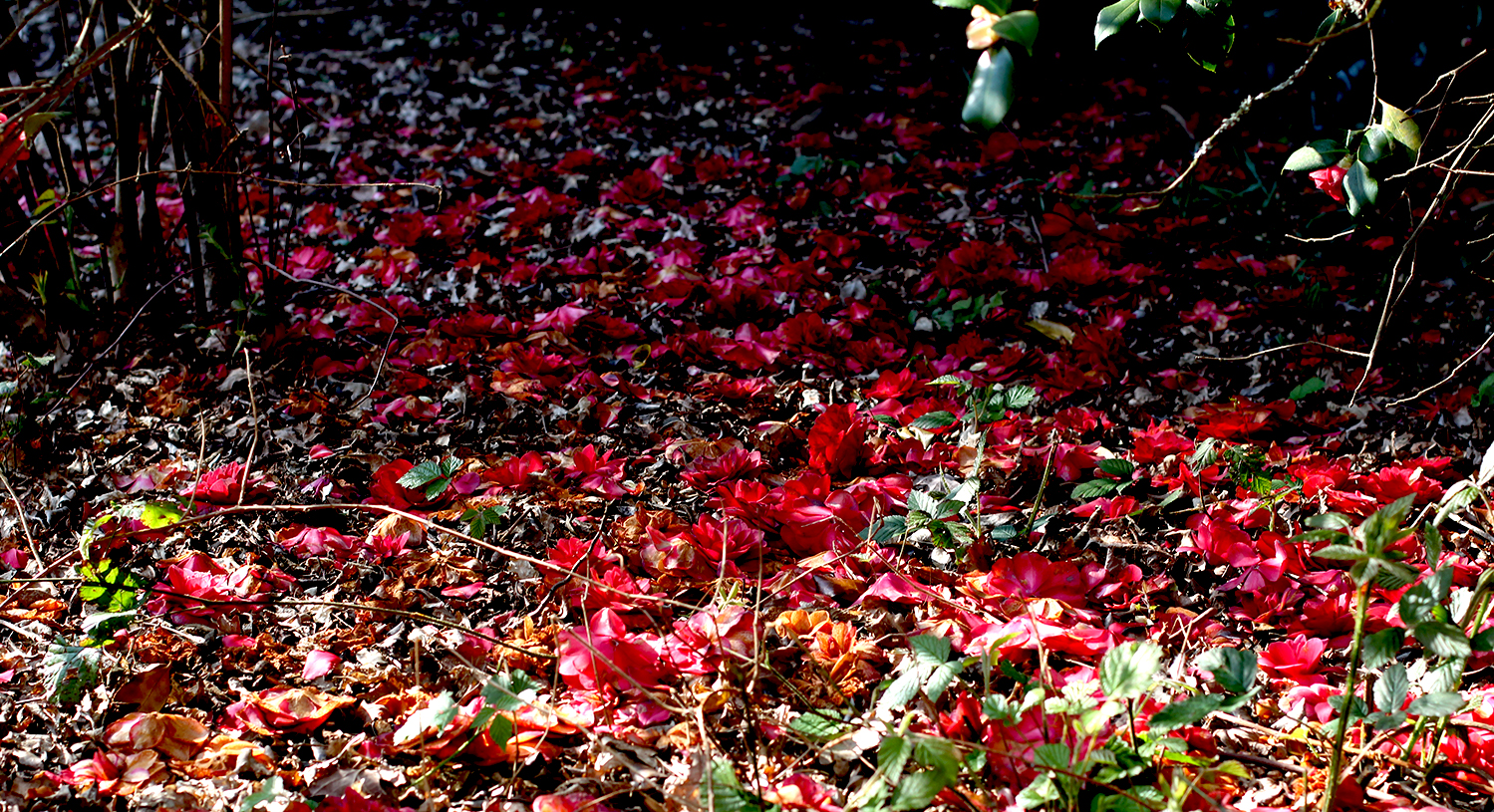 petal_pathways_4.jpg