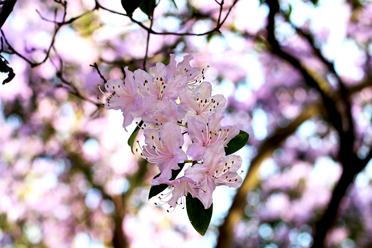 pinkpetals.jpg