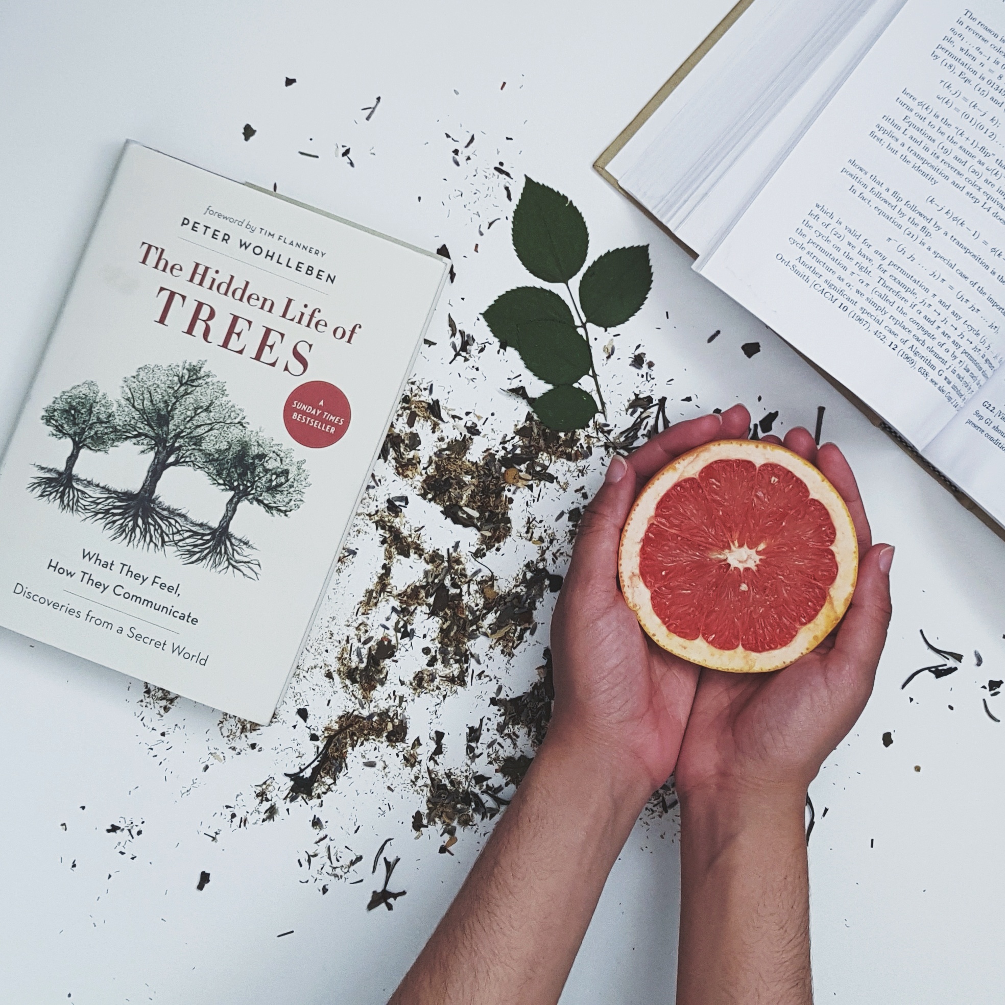 summer favourites flatlay slow living loose tea grapefruit books