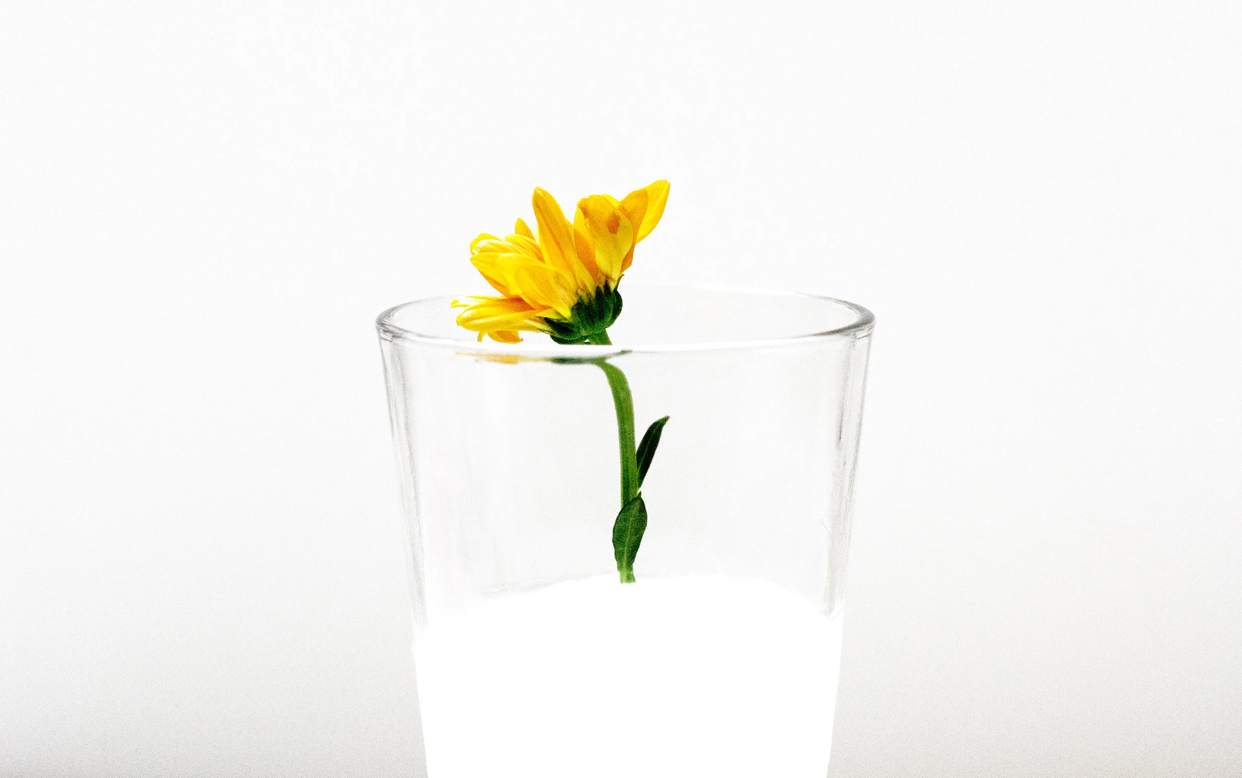 minimal_floral_05.jpg