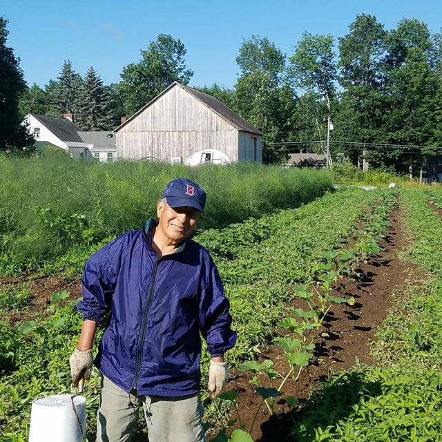 Lucio working in Native Joe's Farm on a row of pumpkin plants. Our #asparagus in the background has grown to fern now and will be availabe in the #icecreamstand next spring. For now its the incredible #herrellsicecream !
