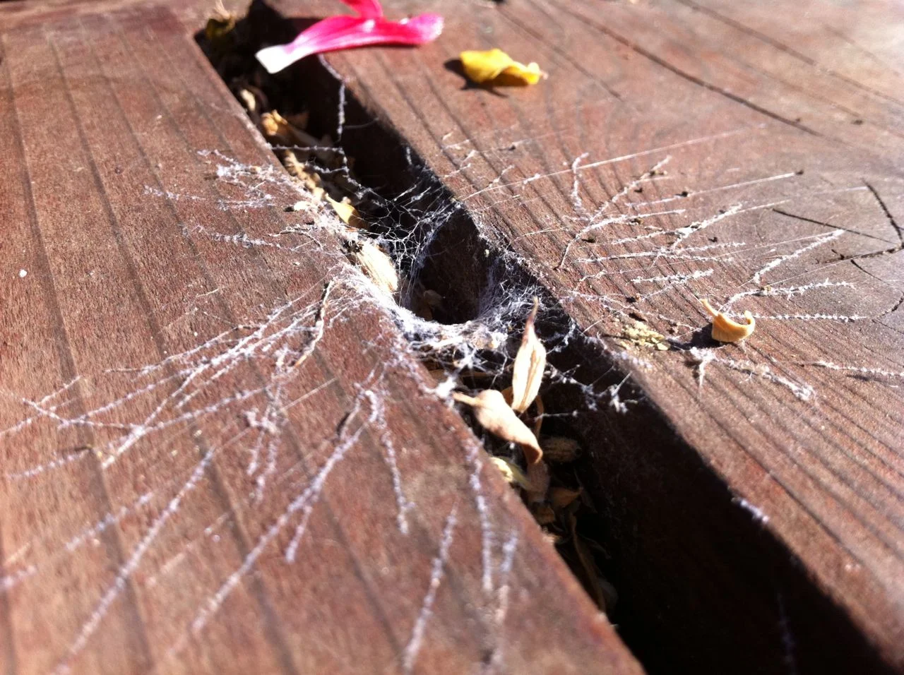 FUNnel Web Spider