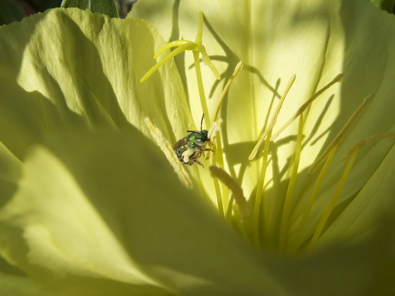 Green Sweat Bee