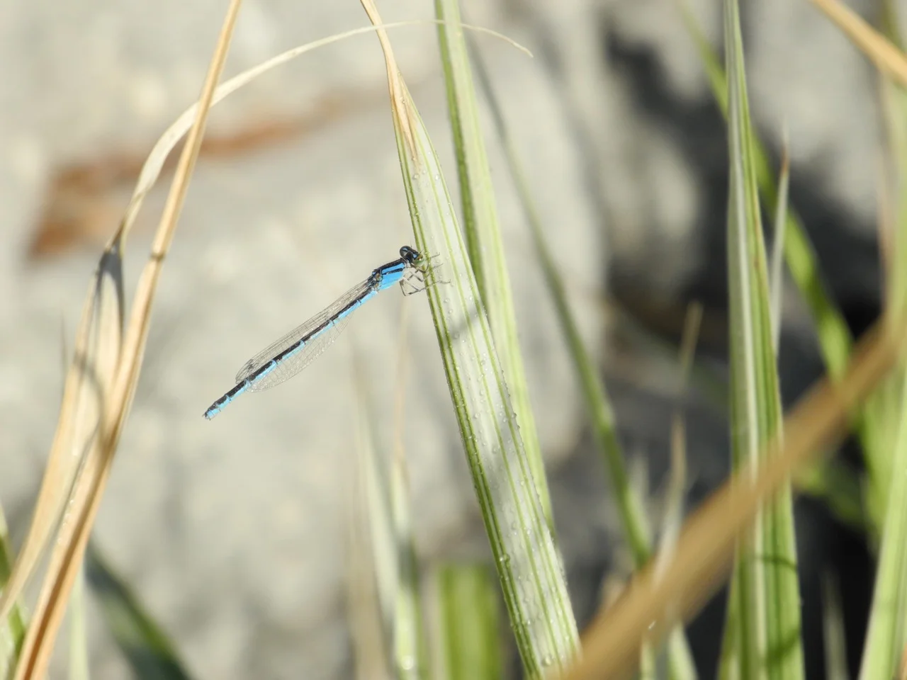 Drinking Damselfly