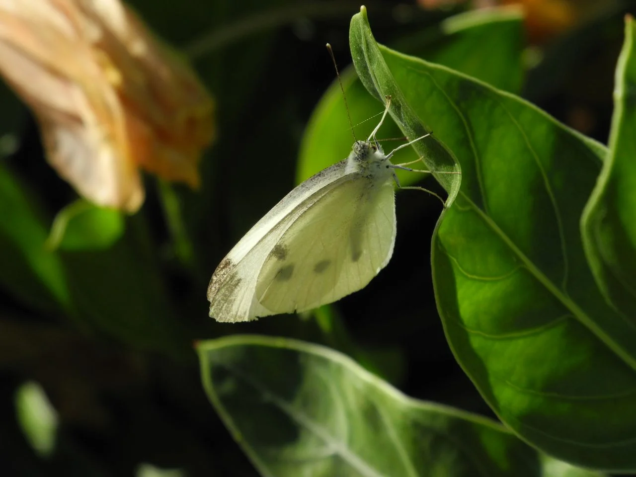 White Butterfly