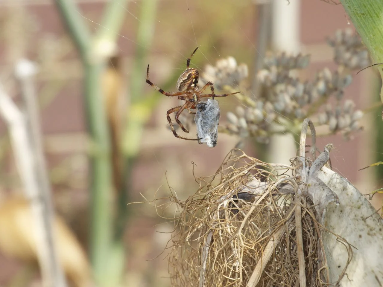 Brwon spider close-up