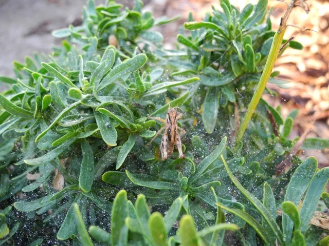 Grasshopper
