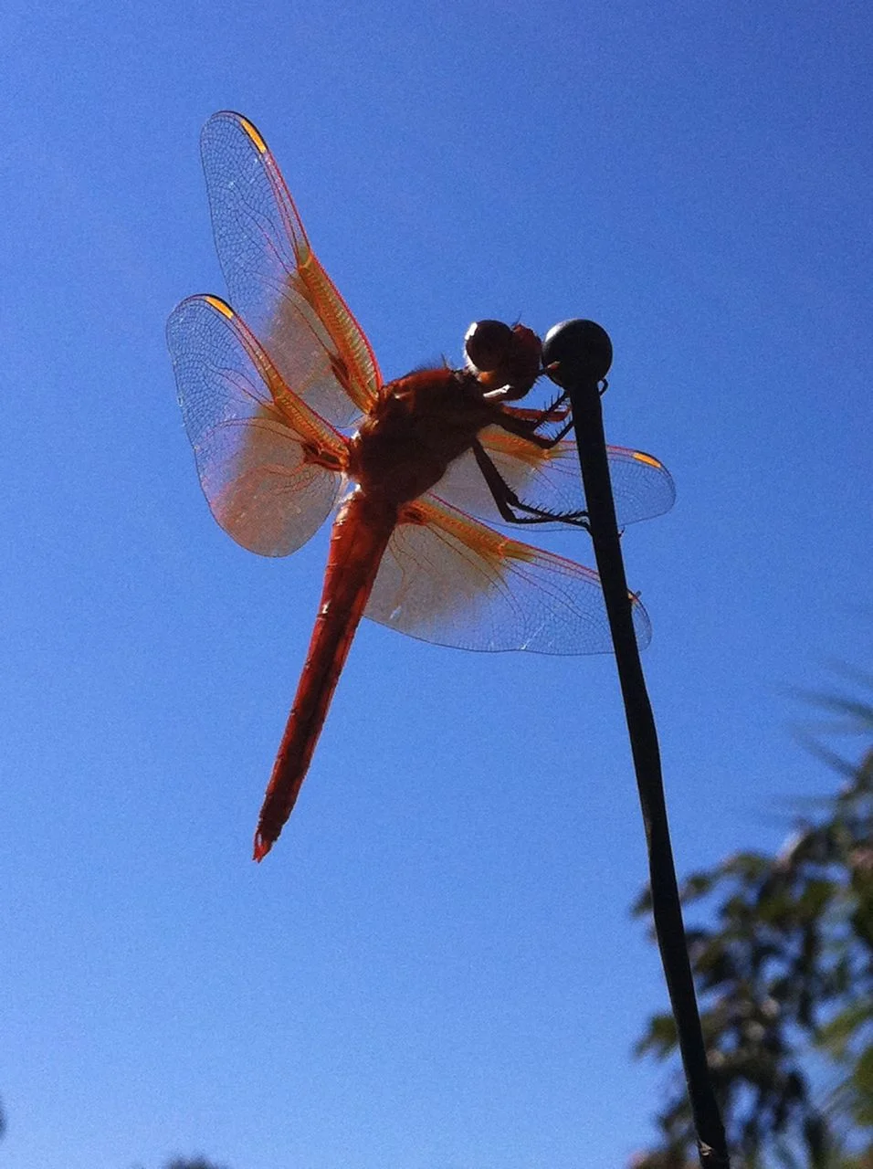 Red Dragonfly