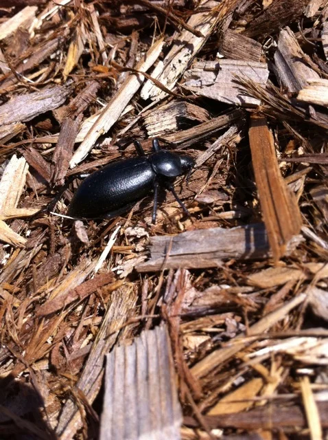 Black Beetle