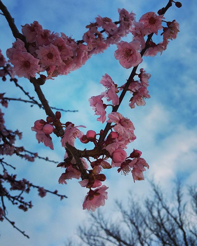 Springtime's almost here in Marin, and that means cherry blossoms.. and home selling!