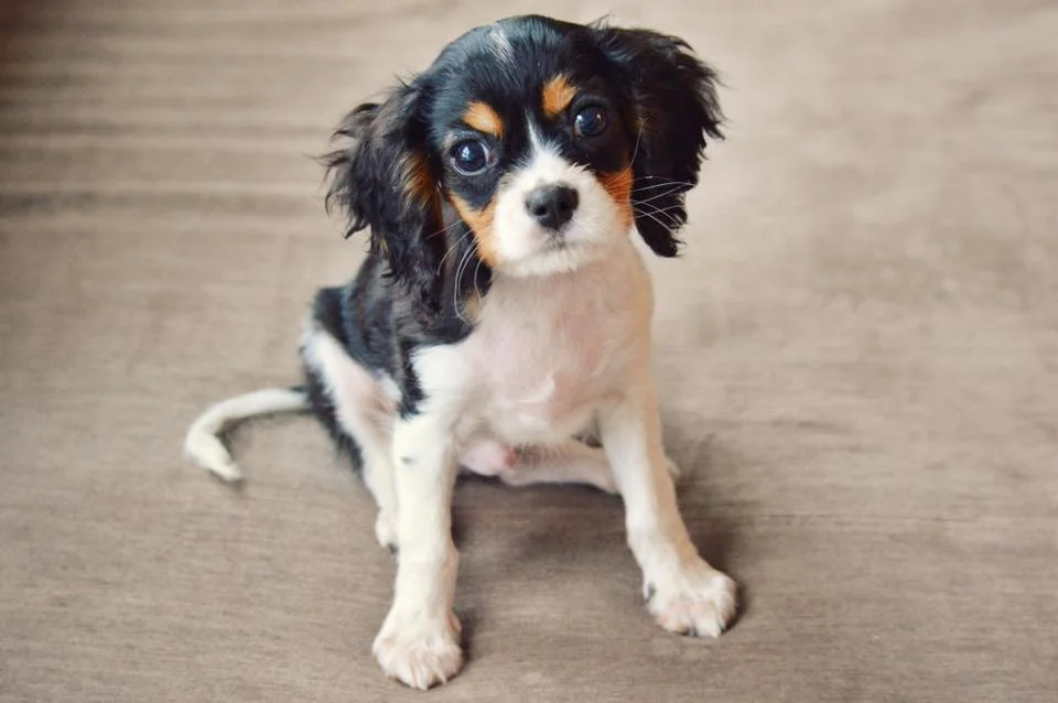 Finnigan at 3 months old
