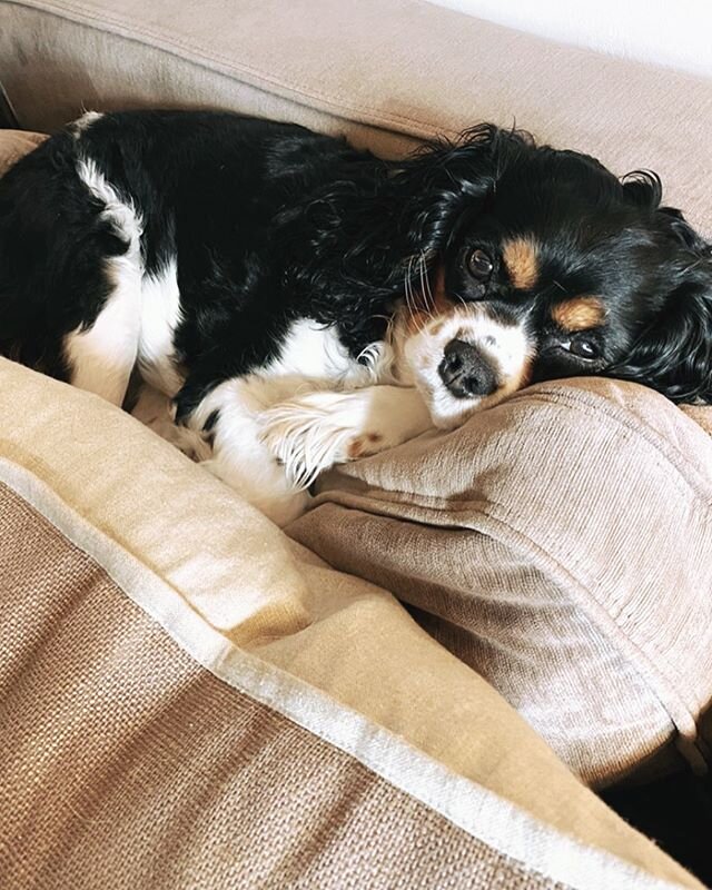 Right here. All day. ❤️ #sundayfunday #cavalierkingcharlesspaniel #lovesac