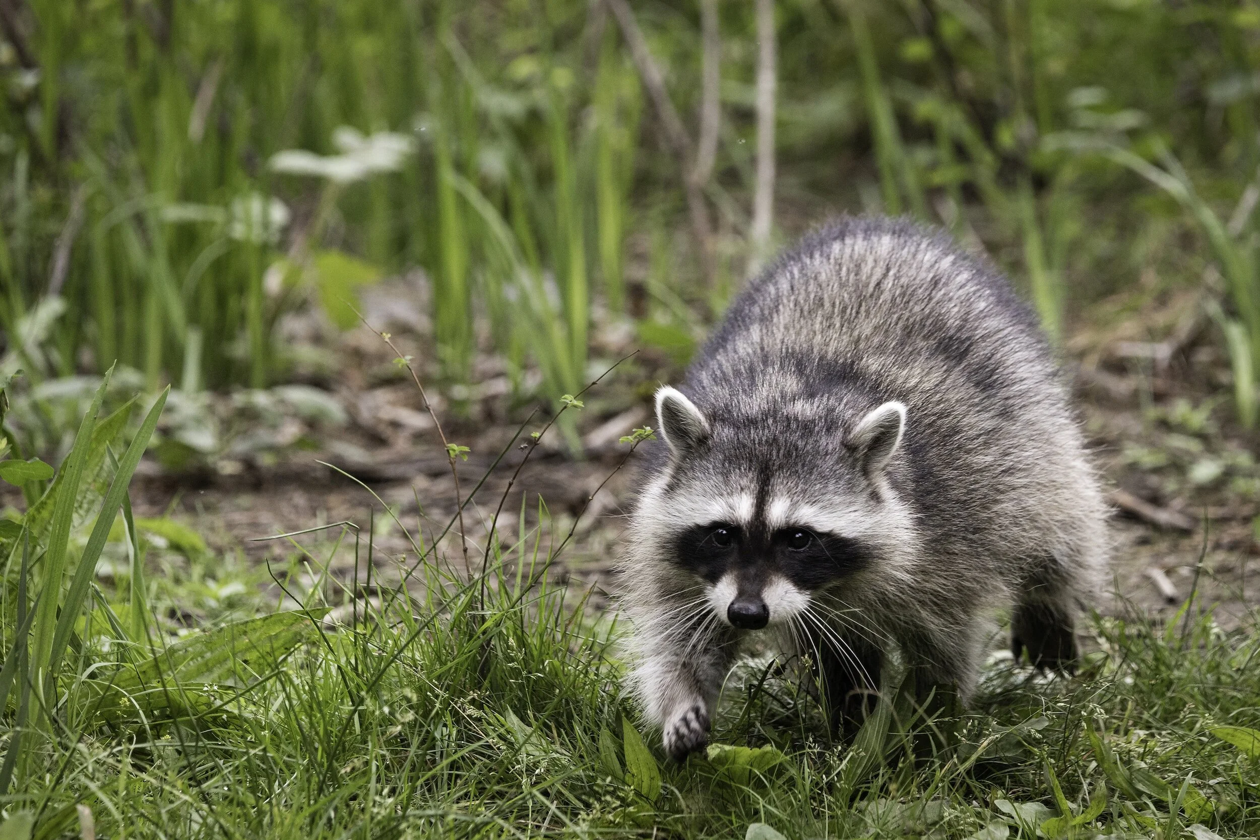 Protecting Your Cape Cod Home from Raccoons