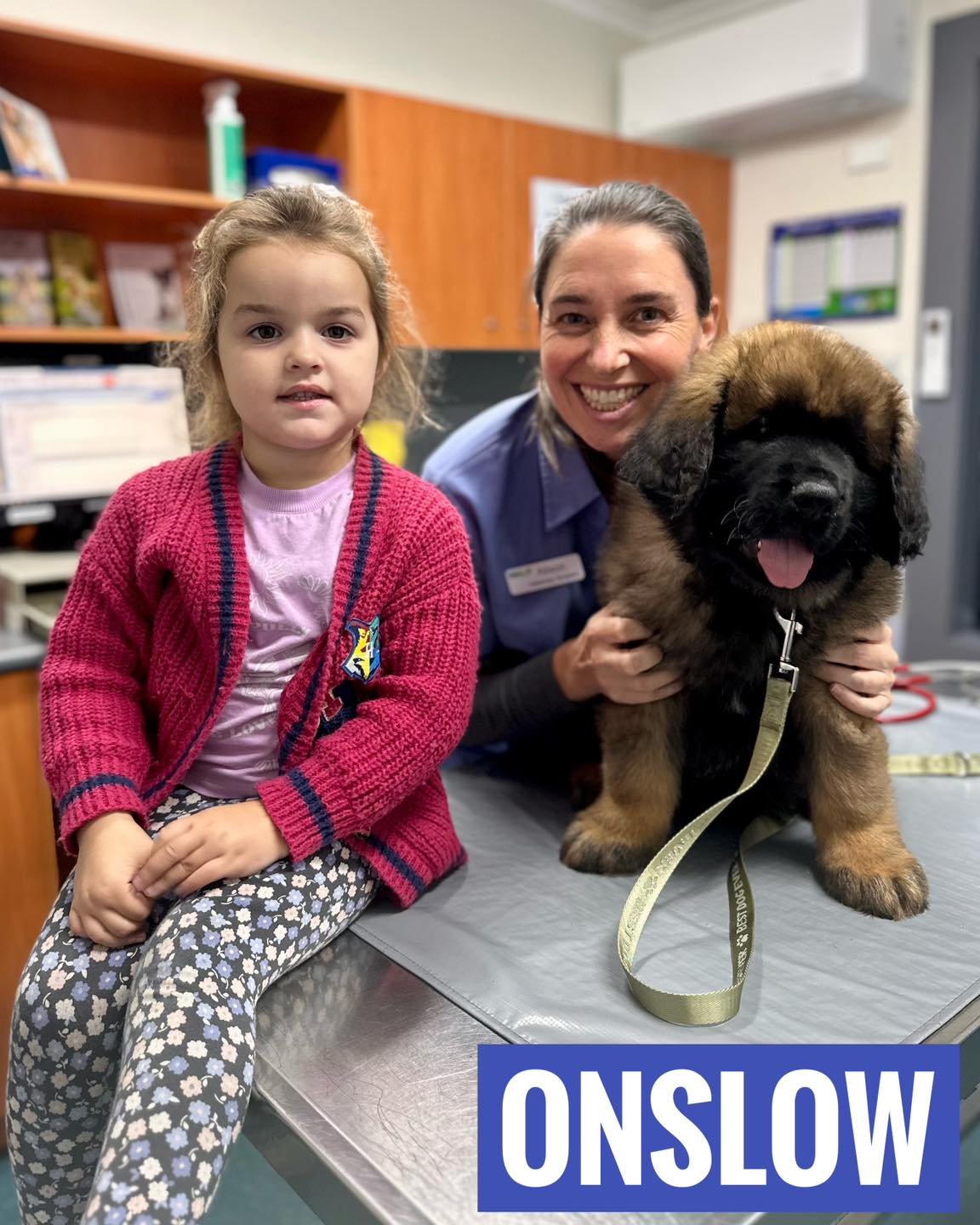 🦁 Say hi to Onslow &mdash; our Leonberger pup patient! 🐾
We loved meeting this gentle giant-in-training and his adorable human sibling at the clinic this week!

At just a few months old, Onslow is already showing off the calm, affectionate nature L
