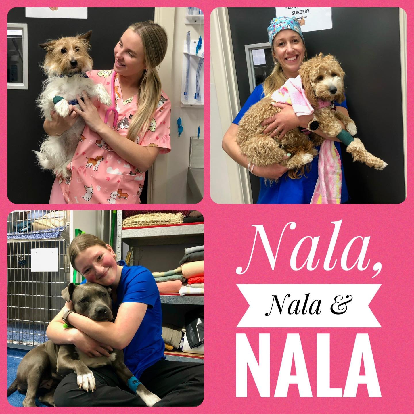 It was a case of the three Nalas at Hastings today!
Thankfully, each of these lovely ladies had their own unique look &mdash; no chance of getting them mixed up! 🐾💛

A reminder that Westernport Vet Clinics will be closed this Monday for the King&rs
